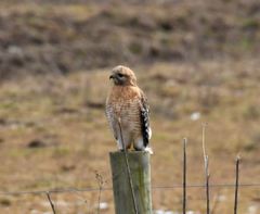 Buteo lineatus lineatus
