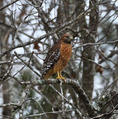 Buteo lineatus lineatus