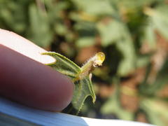 Jatropha schlechteri setifera