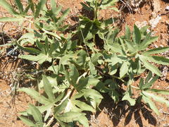 Jatropha schlechteri setifera