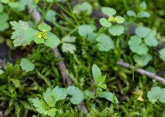 Chrysosplenium serreanum