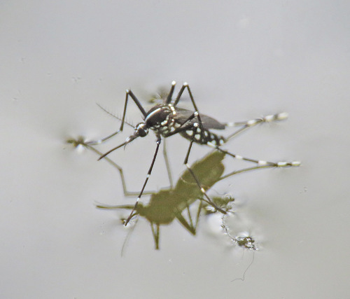 Asian Tiger Mosquito