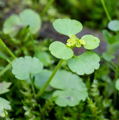 Chrysosplenium serreanum