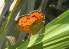 Chrysoritis natalensis