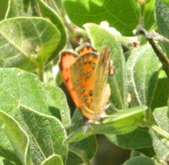 Chrysoritis natalensis
