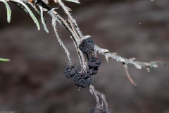 Comarostaphylis