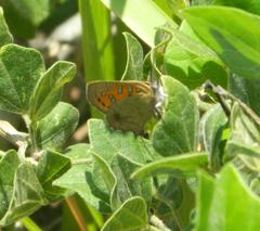 Chrysoritis natalensis
