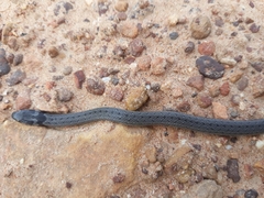 Macroprotodon brevis ibericus