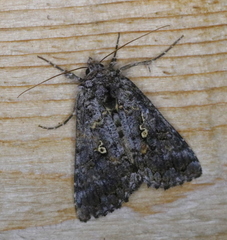 Syngrapha octoscripta