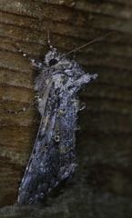 Syngrapha octoscripta