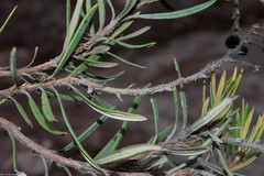 Comarostaphylis