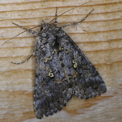 Syngrapha octoscripta