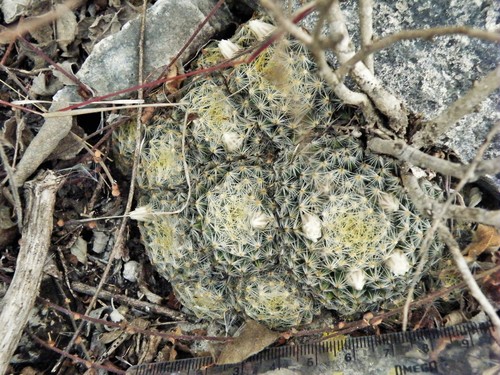 Mammillaria schiedeana