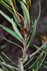 Comarostaphylis