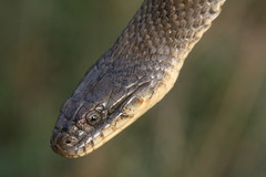 Nerodia sipedon insularum