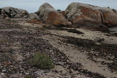 Atriplex vestita