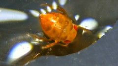 Neoplea striola