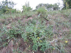 Nepeta grandiflora