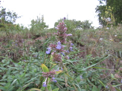 Nepeta grandiflora