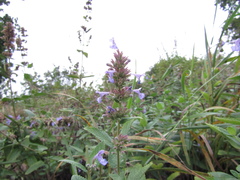 Nepeta grandiflora