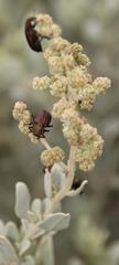 Atriplex vestita