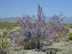 Leucophyllum candidum