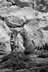 Spermophilus xanthoprymnus