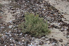 Atriplex vestita