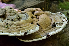 Ganoderma applanatum