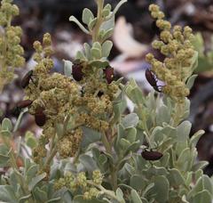 Atriplex vestita