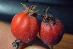 Crataegus submollis