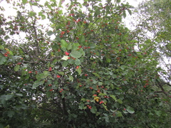 Crataegus submollis