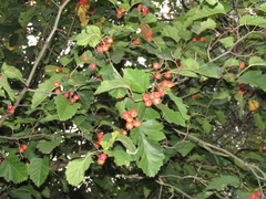 Crataegus submollis