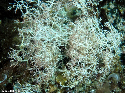 Liagora ceranoides observed 2021-09-01