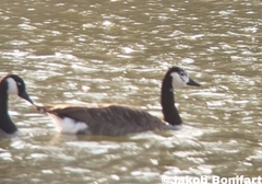 Anser anser × Branta canadensis