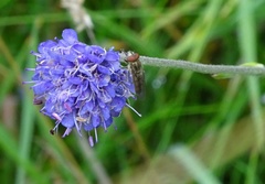 Platycheirus manicatus