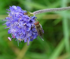 Platycheirus manicatus