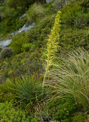 Aciphylla scott-thomsonii
