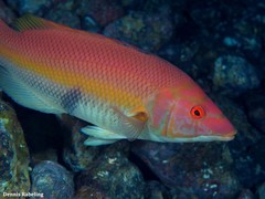 Bodianus scrofa