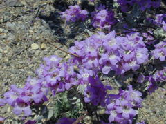 Leucophyllum candidum