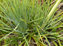 Aciphylla scott-thomsonii