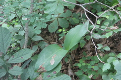 Convallaria keiskei