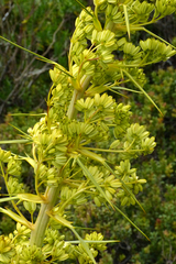 Aciphylla scott-thomsonii