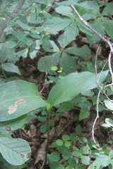 Convallaria keiskei