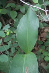 Convallaria keiskei