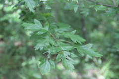 Crataegus pinnatifida