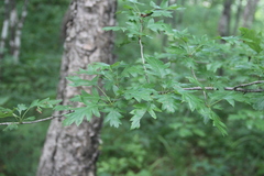 Crataegus pinnatifida