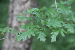 Crataegus pinnatifida