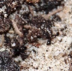 Anoplolepis steingroeveri