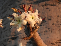 Pachypodium lealii image